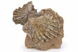 Jurassic Fossil Bivalve (Lopha & Ctenostreon) Cluster - Germany #383596-1